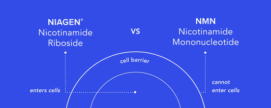 Nicotinamide Riboside vs. NMN: Comparing Science and Quality Standards